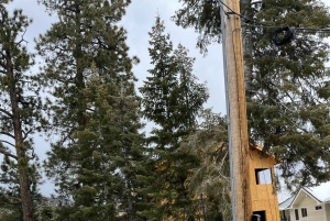 Mount Charleston Driving Adventure: Escape to Nature