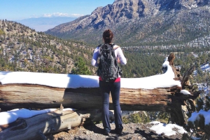 Mount Charleston Driving Adventure: Escape to Nature