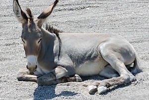 Pueblo Minero de Oatman: Burros/Ruta 66 Excursión panorámica por las montañas