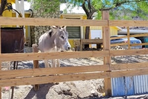 Pueblo Minero de Oatman: Burros/Ruta 66 Excursión panorámica por las montañas