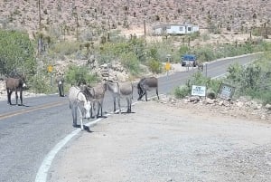 Pueblo Minero de Oatman: Burros/Ruta 66 Excursión panorámica por las montañas