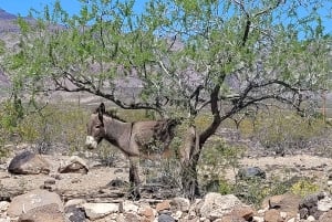 Pueblo Minero de Oatman: Burros/Ruta 66 Excursión panorámica por las montañas