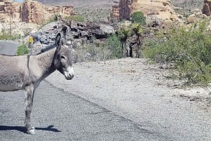 Pueblo Minero de Oatman: Burros/Ruta 66 Excursión panorámica por las montañas