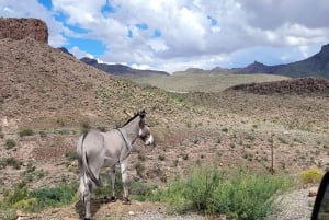 Pueblo Minero de Oatman: Burros/Ruta 66 Excursión panorámica por las montañas