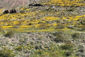 Pueblo Minero de Oatman: Burros/Ruta 66 Excursión panorámica por las montañas