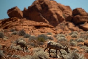 Off-road Desert Adventure: Secrets of the Old West