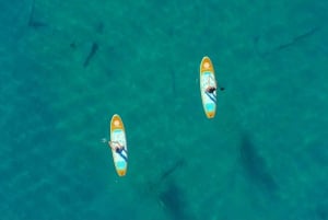 Willow Beach: lezione di stand up paddle board