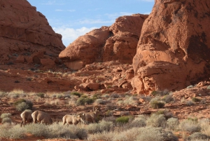 Private Valley of Fire Adventure