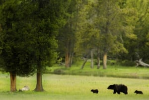 Salt Lake City: 5-Day Guided Round Trip to Yellowstone