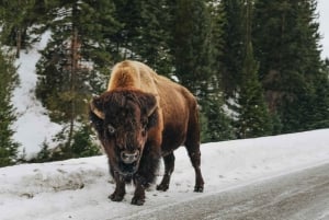 Salt Lake City: 5-Day Guided Round Trip to Yellowstone