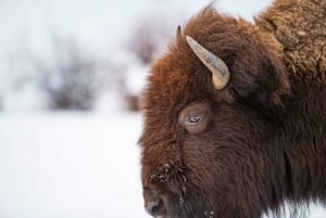 Salt Lake City: 5-Day Guided Round Trip to Yellowstone