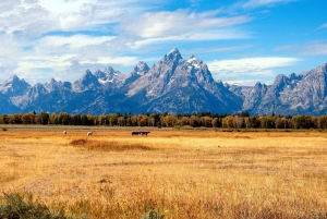 Salt Lake City: Excursão de 4 dias em pequenos grupos para Yellowstone