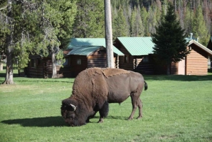 Salt Lake City: Excursão de 4 dias em pequenos grupos para Yellowstone