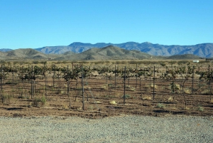 Naturskjønn ørkenvin, destilleriprovsmakinger/bryggeri/RT66 og lunsj