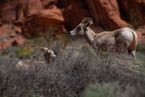 Wandeltocht met gids door Valley of Fire & avontuur in de Mojavewoestijn