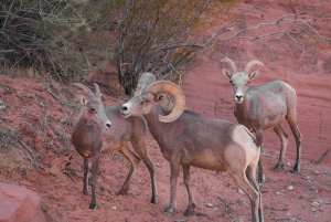 Wandeltocht met gids door Valley of Fire & avontuur in de Mojavewoestijn