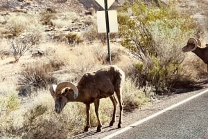 Tour VIP per piccoli gruppi della Valley of Fire da Las Vegas