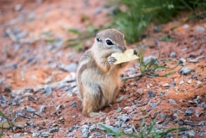 VIP-utflukt i liten gruppe fra Las Vegas til Valley of Fire