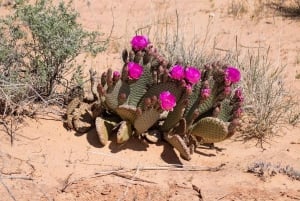 VIP-utflukt i liten gruppe fra Las Vegas til Valley of Fire