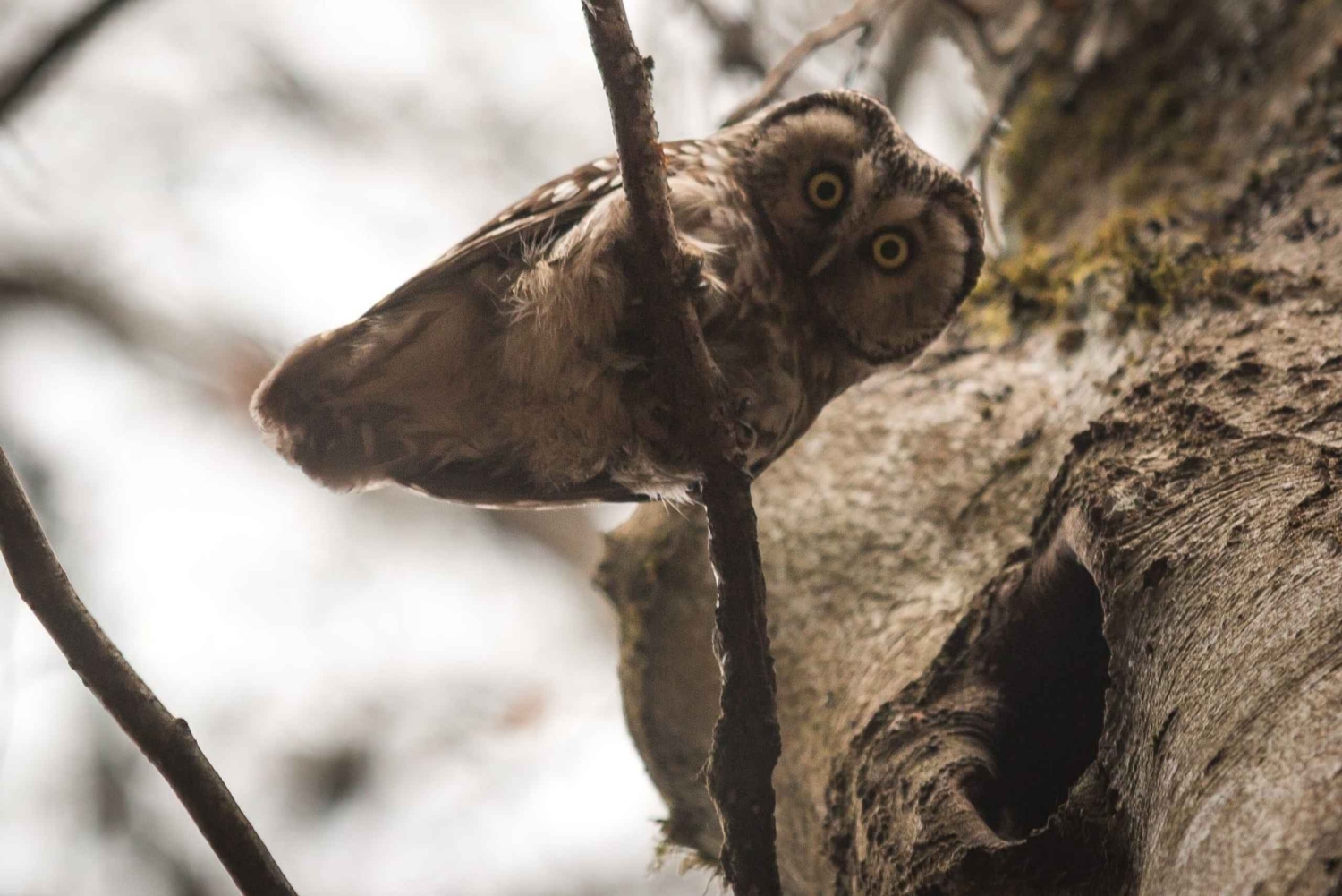 Lintujen tarkkailuretki Riian lähellä olevassa luonnonpuistossa (Latvia)