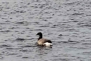 Lintujen tarkkailuretki Riian lähellä olevassa luonnonpuistossa (Latvia)