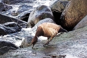 Lintujen tarkkailuretki Riian lähellä olevassa luonnonpuistossa (Latvia)