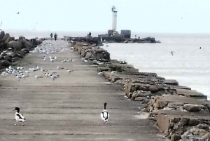 Lintujen tarkkailuretki Riian lähellä olevassa luonnonpuistossa (Latvia)