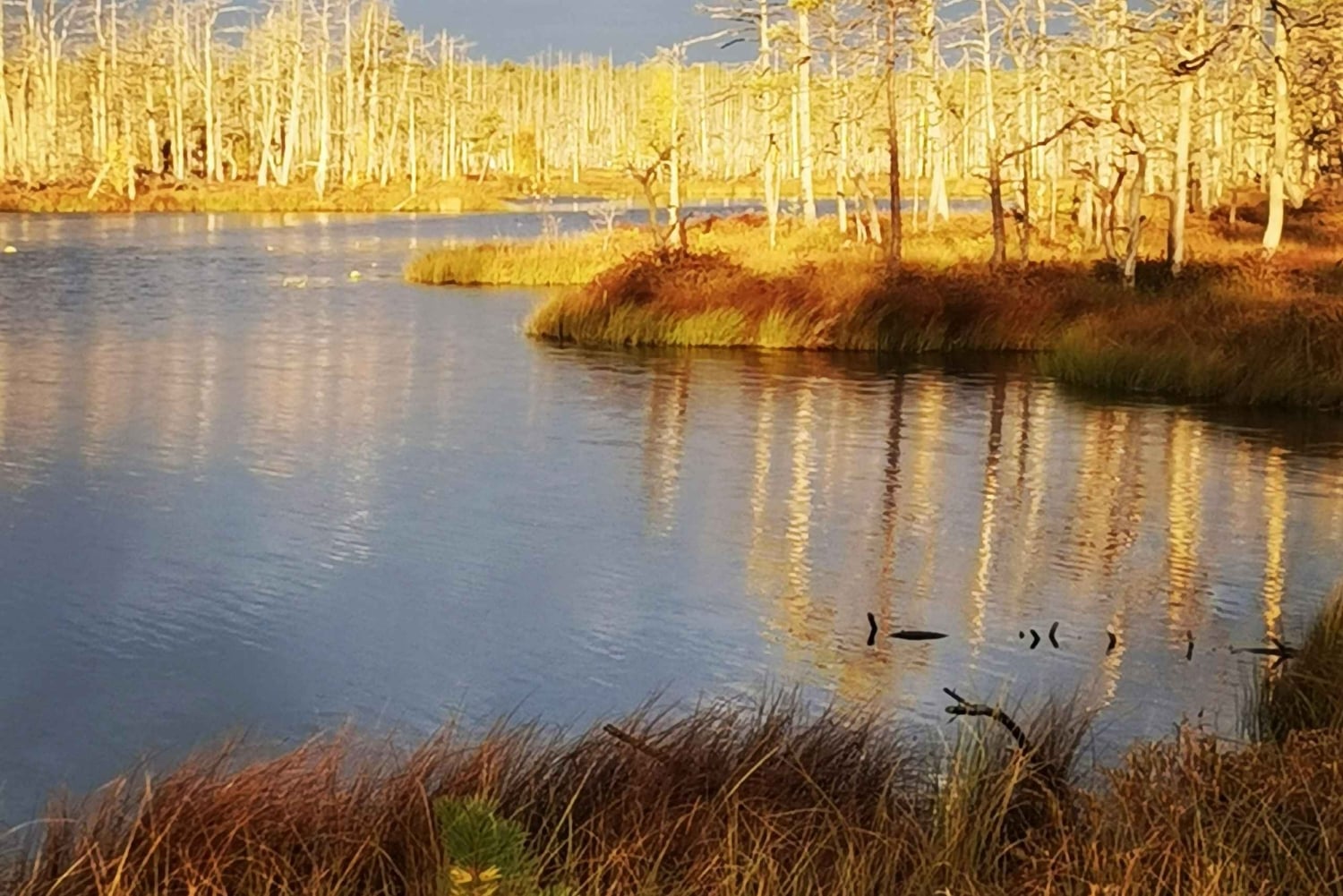 Il sentiero della torbiera di Cenas vicino a Riga per gli amanti della natura
