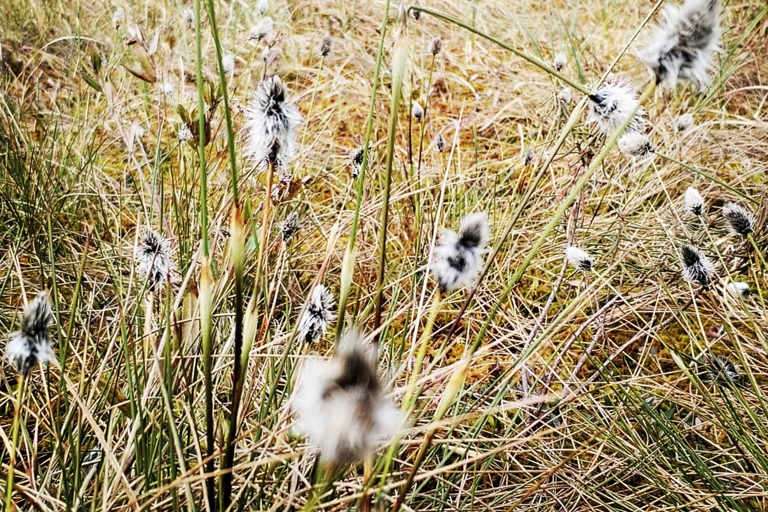 Il sentiero della torbiera di Cenas vicino a Riga per gli amanti della natura