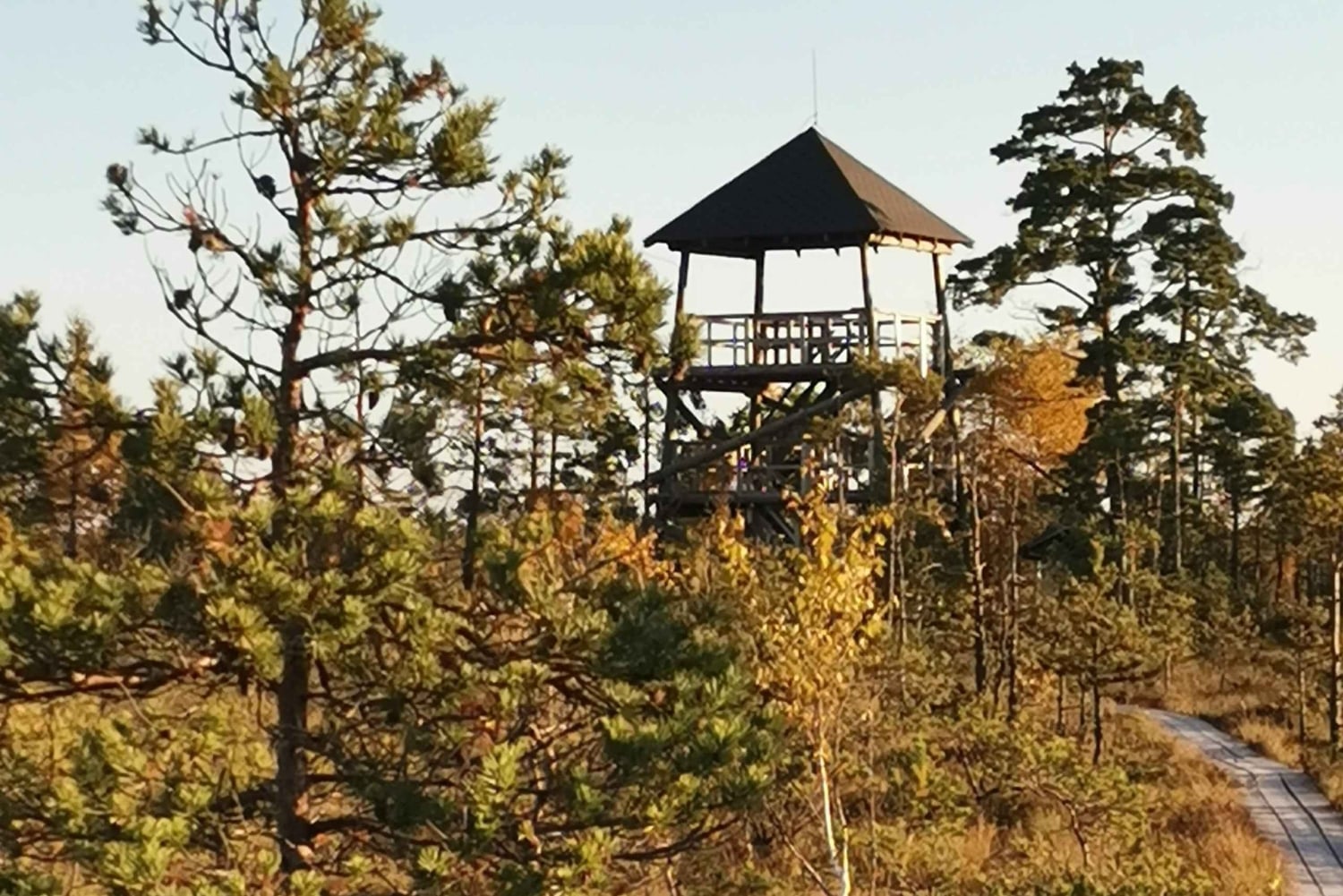 Il sentiero della torbiera di Cenas vicino a Riga per gli amanti della natura