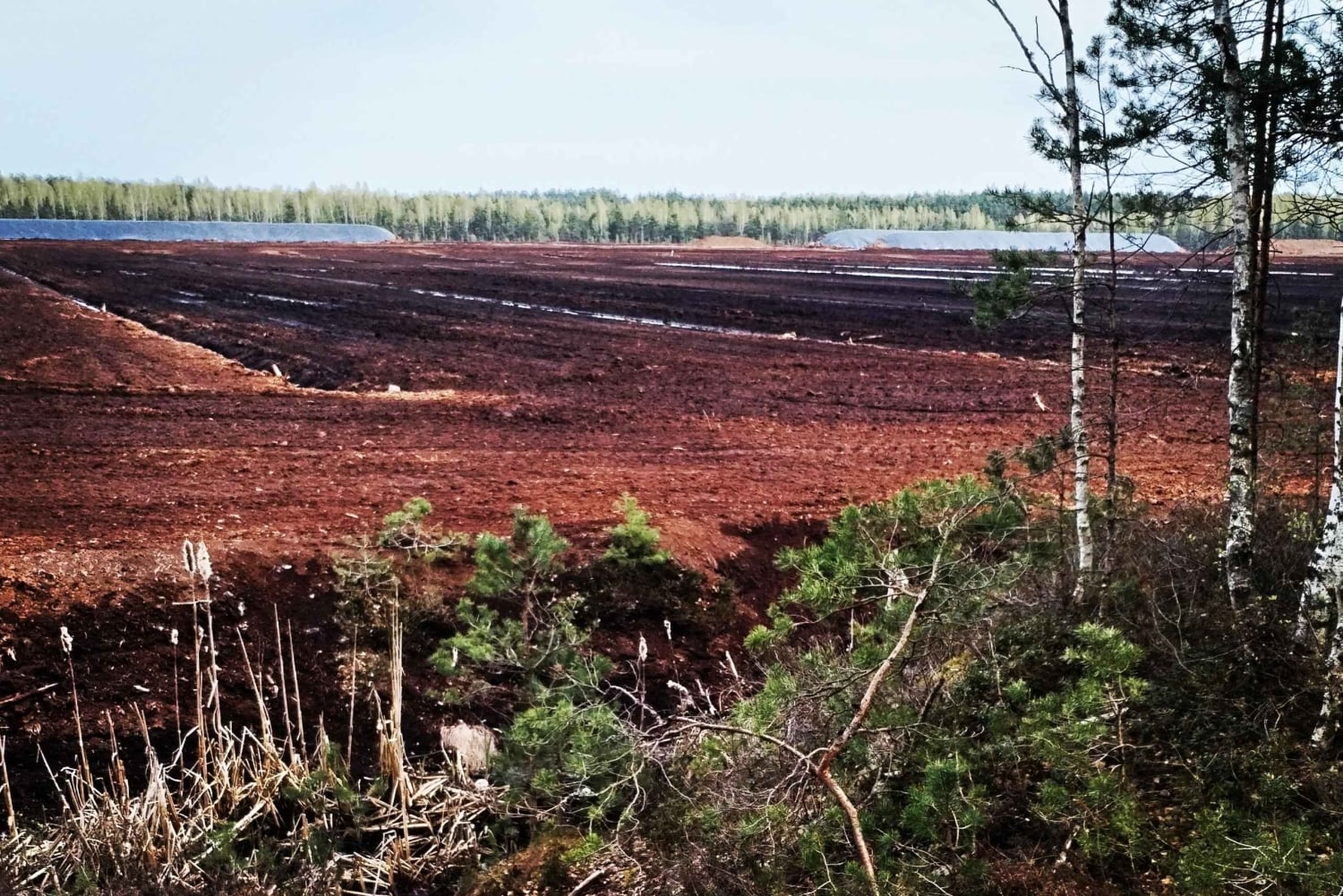 Il sentiero della torbiera di Cenas vicino a Riga per gli amanti della natura