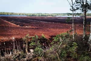 Il sentiero della torbiera di Cenas vicino a Riga per gli amanti della natura