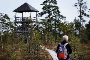 Il sentiero della torbiera di Cenas vicino a Riga per gli amanti della natura