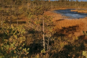 Il sentiero della torbiera di Cenas vicino a Riga per gli amanti della natura