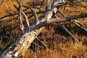 Il sentiero della torbiera di Cenas vicino a Riga per gli amanti della natura