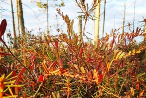 Il sentiero della torbiera di Cenas vicino a Riga per gli amanti della natura
