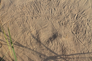 Da Riga: gita di un giorno a Kolka in stile zen!