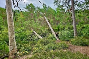 Von Riga aus: Vier natürliche Ökosysteme auf einer Wanderung