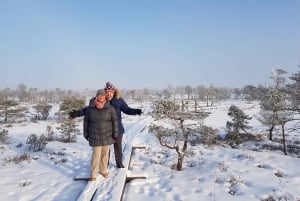 From Riga: Half-Day Adventure In Kemeri National Park