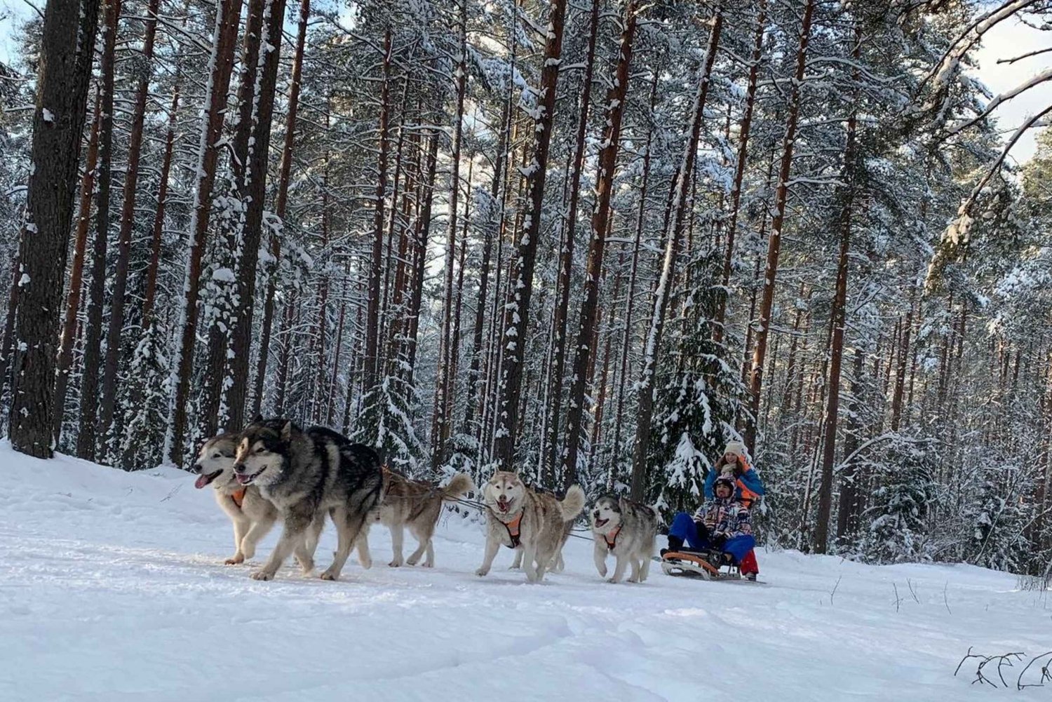 From Riga: Husky Sledding or Wheel Cart Tour