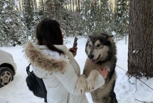 From Riga: Husky Sledding or Wheel Cart Tour