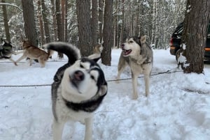 From Riga: Husky Sledding or Wheel Cart Tour