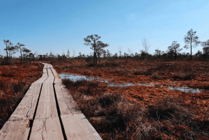 From Riga: Jūrmala & Ķemeri National Park Tour with Picnic
