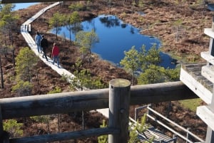 From Riga: Jūrmala & Ķemeri National Park Tour with Picnic