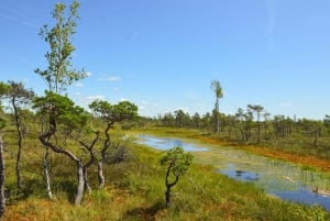 Från Riga: Jurmala och Kemeri + picknick (delad/privat)