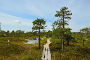 Från Riga: Jurmala och Kemeri + picknick (delad/privat)