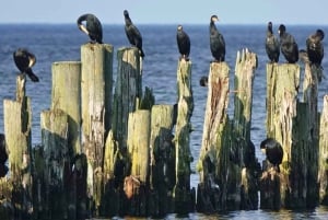 Från Riga: Jurmala och Kemeri + picknick (delad/privat)