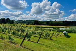 Z Rygi: Kuldiga UNESCO, wodospad i wino – wycieczka 1-dniowa