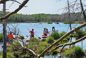 From Riga: Latvian jungle tour with paddle board