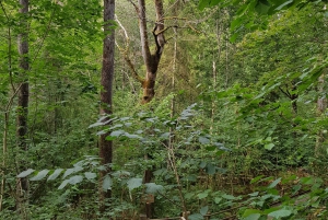 From Riga: Slītere National Park Latvian Nature Hiking Tour